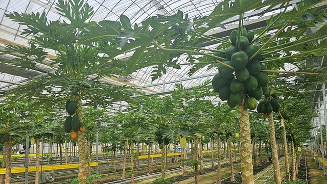 열대 과일 스위탄 파파야 자료사진. / 신세계 백화점