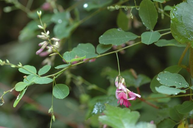 싸리 / 국립생물자원관