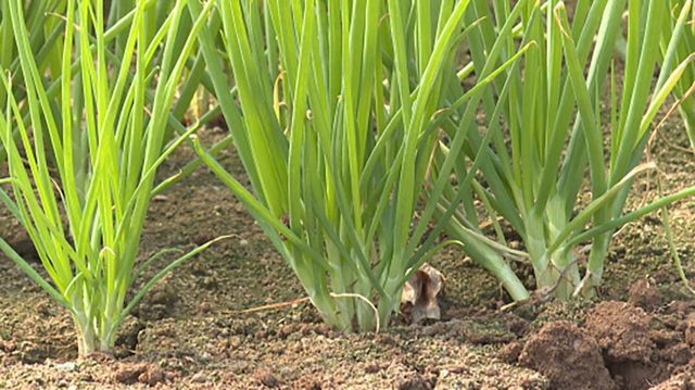 쪽파 / 예산군 제공
