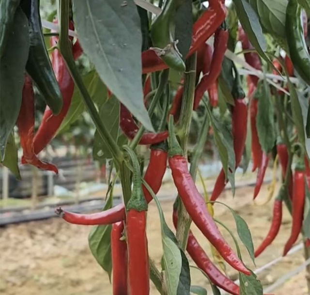 청양고추 / '솔바위농원' 유튜브