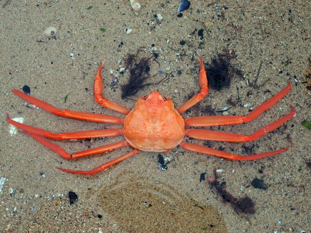 홍게. / 국립생물자원관