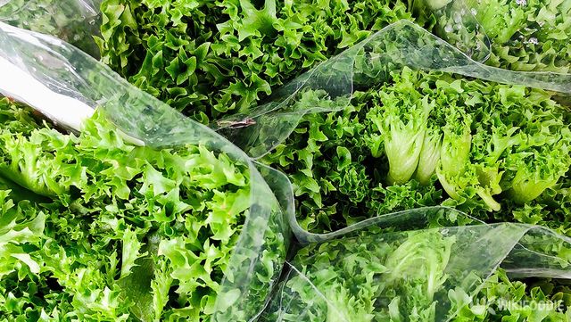 고추와 함께 심으면 좋은 상추 자료사진. / Tukin44-shutterstock.com