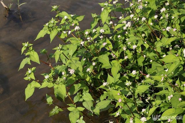 고마리. / 국립생물자원관