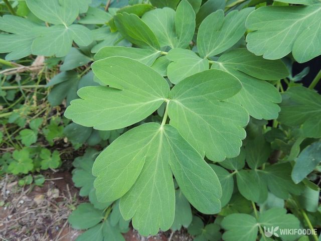 방풍나물 자료사진. / Koenig_K-shutterstock.com