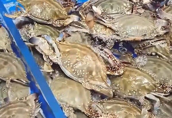 꽃게 / '입질의추억TV' 유튜브