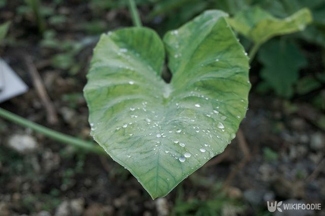 곰취 자료사진. / Rivai Images-shutterstock.com