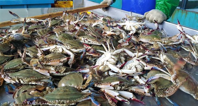 꽃게 / 진도군 제공