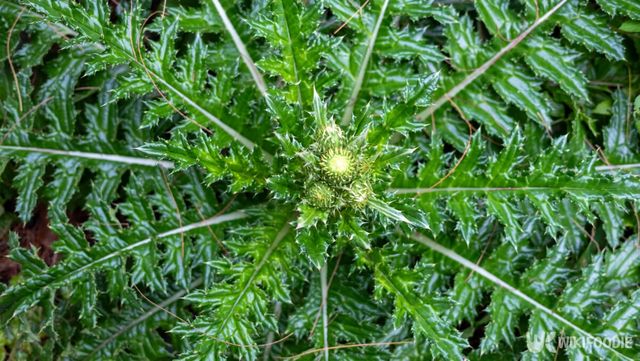 엉겅퀴 자료사진. / icebergpicture-shutterstock.com