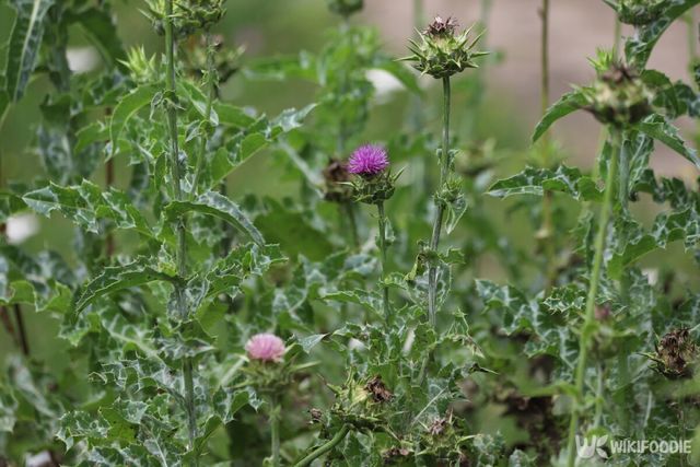 엉겅퀴 자료사진. / Kabar-shutterstock.com