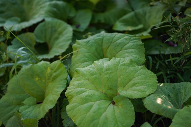 머위 자료사진. / yamasan0708-shutterstock.com