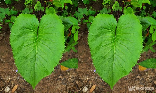 곰취 자료사진. / K_Chauhan-shutterstock.com