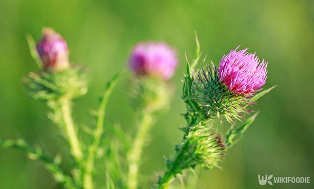 엉겅퀴 자료사진. / Yulik_art-shutterstock.com