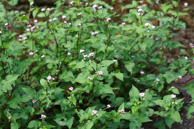 고마리. / 국립생물자원관