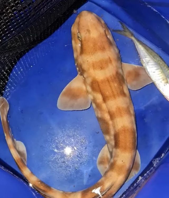 두툽상어. / 유튜브 채널 '무한포옹'