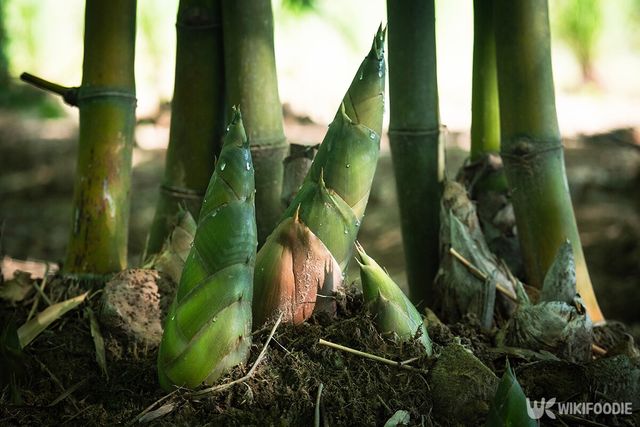 죽순 자료사진. / Silarock-shutterstock.com