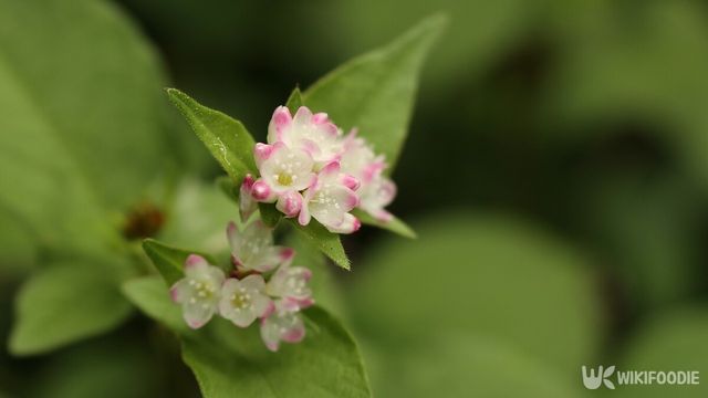 고마리 꽃. / jbg0505-shutterstock.com