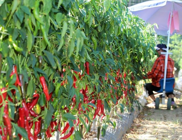 고추 / 태안군 제공