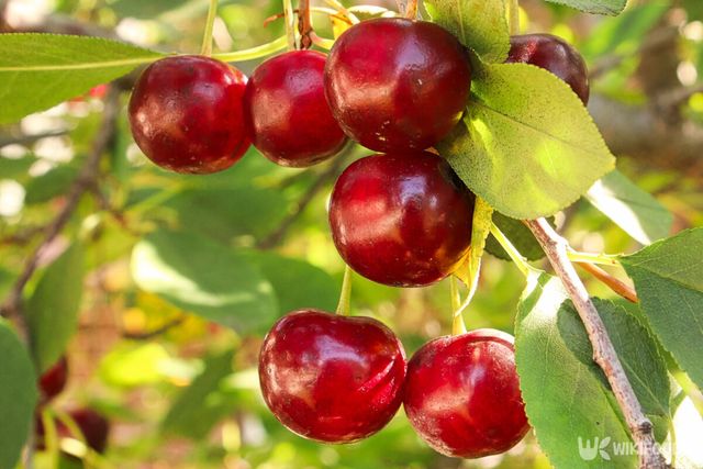 체리 자료사진. / Amelia Martin-shutterstock.com