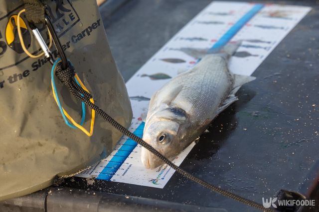 농어 크기를 측정하는 모습. / Andrew Balcombe-shutterstock.com