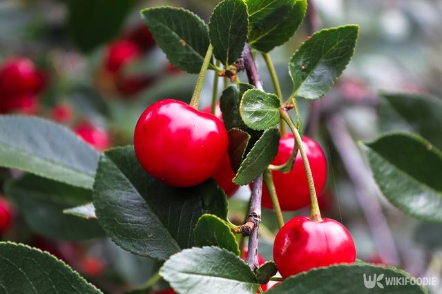 체리 자료사진. / Amelia Martin-shutterstock.com