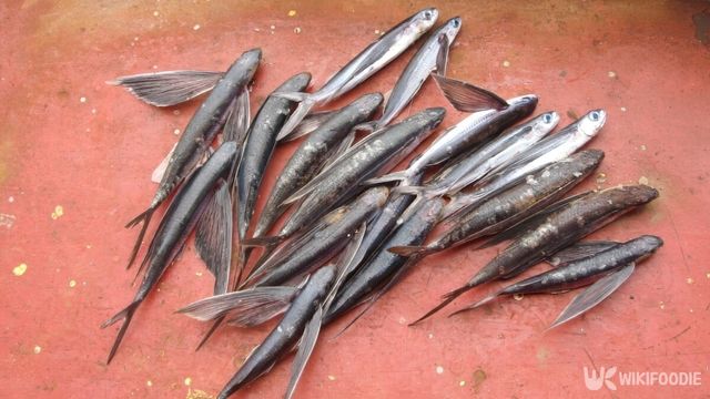 날치. / Yusia13-shutterstock.com