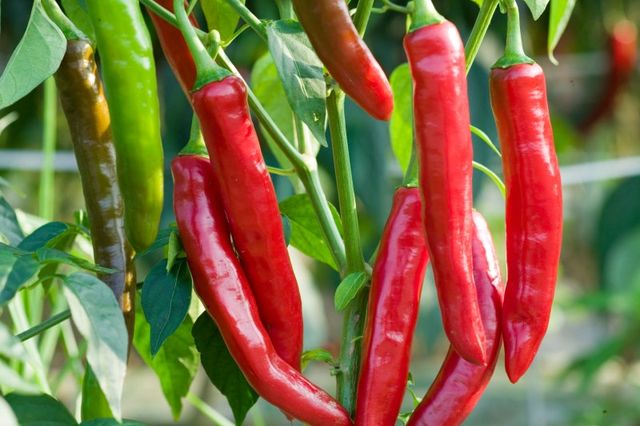 고추 / 태안군 제공