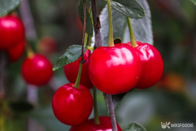 몽모랑시 체리 자료사진. / Amelia Martin-shutterstock.com