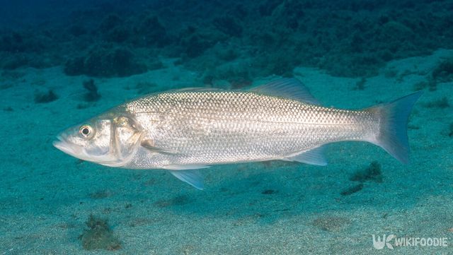 기사 이해를 돕기 위한 농어 자료사진. / Jesus Cobaleda-shutterstock.com