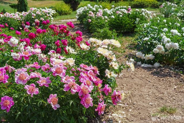 각양각색의 작약이 자라고 있다. / Katerina Maksymenko-shutterstock.com