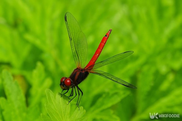 한국꼬마잠자리 수컷. (AI 생성 이미지) / 위키푸디
