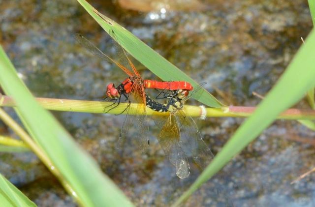한국꼬마잠자리 자료 사진. / 곡성군 제공