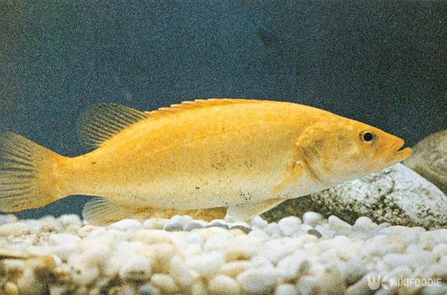 천연기념물 한강 황쏘가리 / 국가유산청 국가유산포털