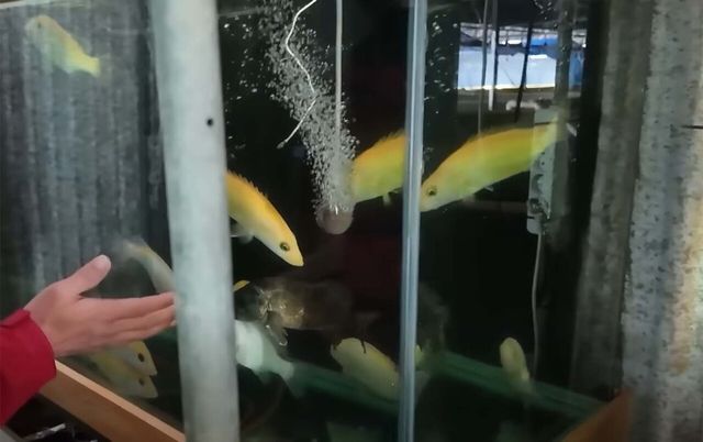 황쏘가리 / '사장님이야기' 유튜브