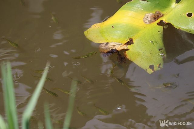어린 가물치가 수면에 떼를 지어 있다. / ijimino-shutterstock.com