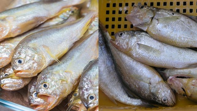 부세(좌)와 참조기(우)의 차이점. / yuda chen-shutterstock.com, 국립생물자원관