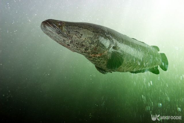 가물치 자료사진. / Alex Coan-shutterstock.com