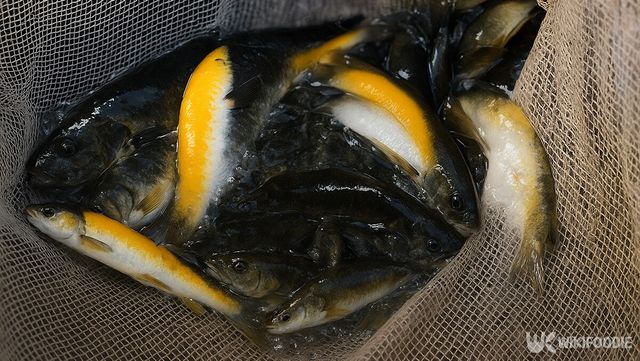 황쏘가리와 백쏘가리가 섞여 있는 실제 모습을 참고해 재현한 이미지다. / 위키푸디