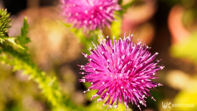 고려엉겅퀴, 또는 곤드레라고 불리는 나물의 꽃. / Yeongha son-shutterstock.com
