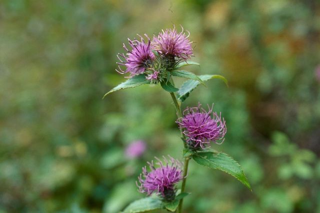 고려엉겅퀴. / 국립생물자원관