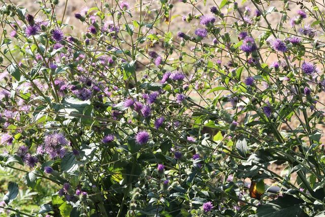 고려엉겅퀴. / 국립생물자원관