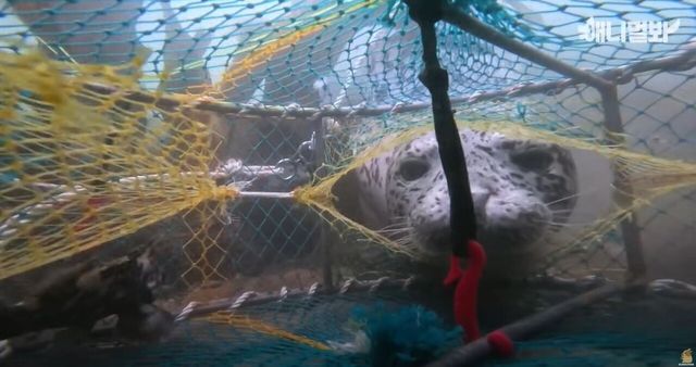 통발 속 먹이에 관심을 보이는 점박이물범 / 'SBS TV동물농장x애니멀봐' 공식 유튜브 채널