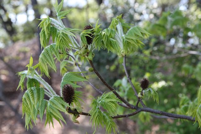 굴피나무. / 국립생물자원관
