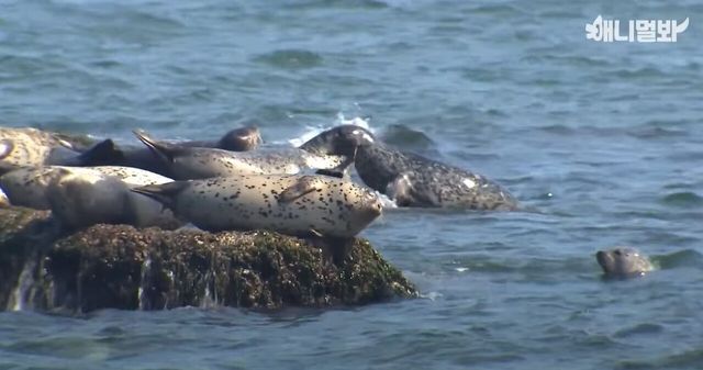 바위에서 휴식을 취하고 있는 점박이물범 / 'SBS TV동물농장x애니멀봐' 공식 유튜브 채널