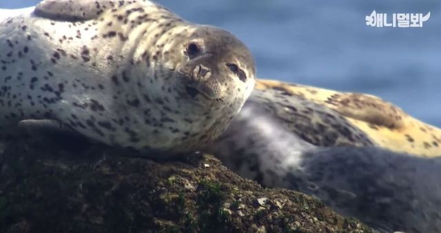 점박이물범 사진 / 'SBS TV동물농장x애니멀봐' 공식 유튜브 채널