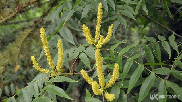 6월이 되면 향기로운 꽃을 피우는 굴피나무. / c_WaldWiese-shutterstock.com