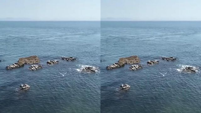 점박이물범이 자주 출몰하는 백령도 / 'SBS TV동물농장x애니멀봐' 공식 유튜브 채널