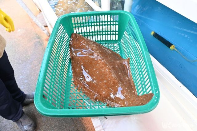 기사 이해를 돕기 위한 광어 자료 사진. / Light Win-shutterstock