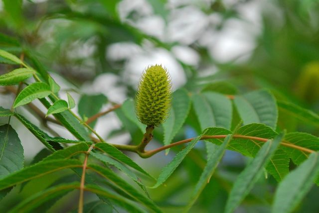 굴피나무. / 국립생물자원관
