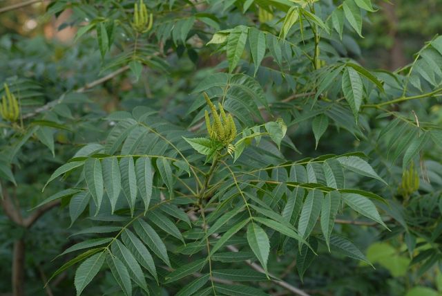굴피나무. / 국립생물자원관
