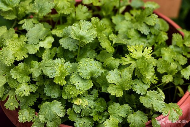 신선한 고수 잎 클로즈업 사진. / Magsi-shutterstock.com